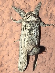 Inguromorpha itzalana