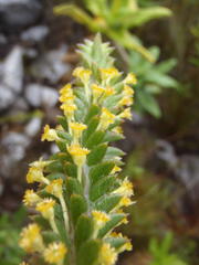Struthiola tomentosa
