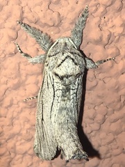 Inguromorpha itzalana