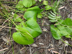 Liparophyllum exaltatum