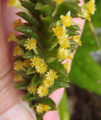 Struthiola tomentosa