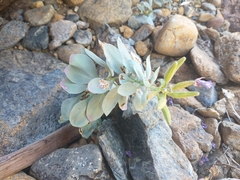 Epilobium rigidum