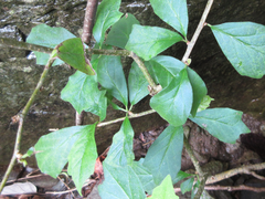 Maclura tricuspidata