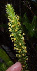 Struthiola tomentosa