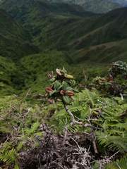 Metrosideros rugosa