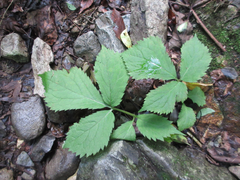 Coreanomecon hylomeconoides