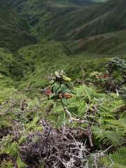 Metrosideros rugosa