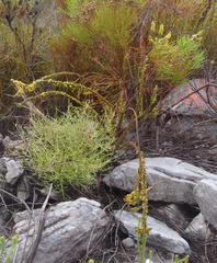 Struthiola tomentosa
