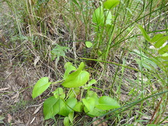 Liparophyllum exaltatum