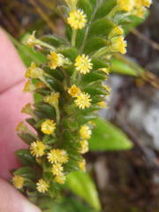 Struthiola tomentosa