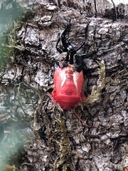 Elasmostethus interstinctus