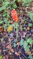Arum cylindraceum