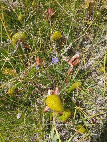 Image of Gentiana setigera by no rights reserved