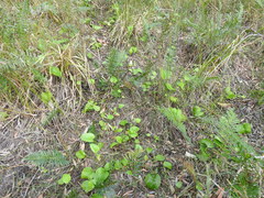 Liparophyllum exaltatum