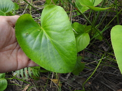 Liparophyllum exaltatum