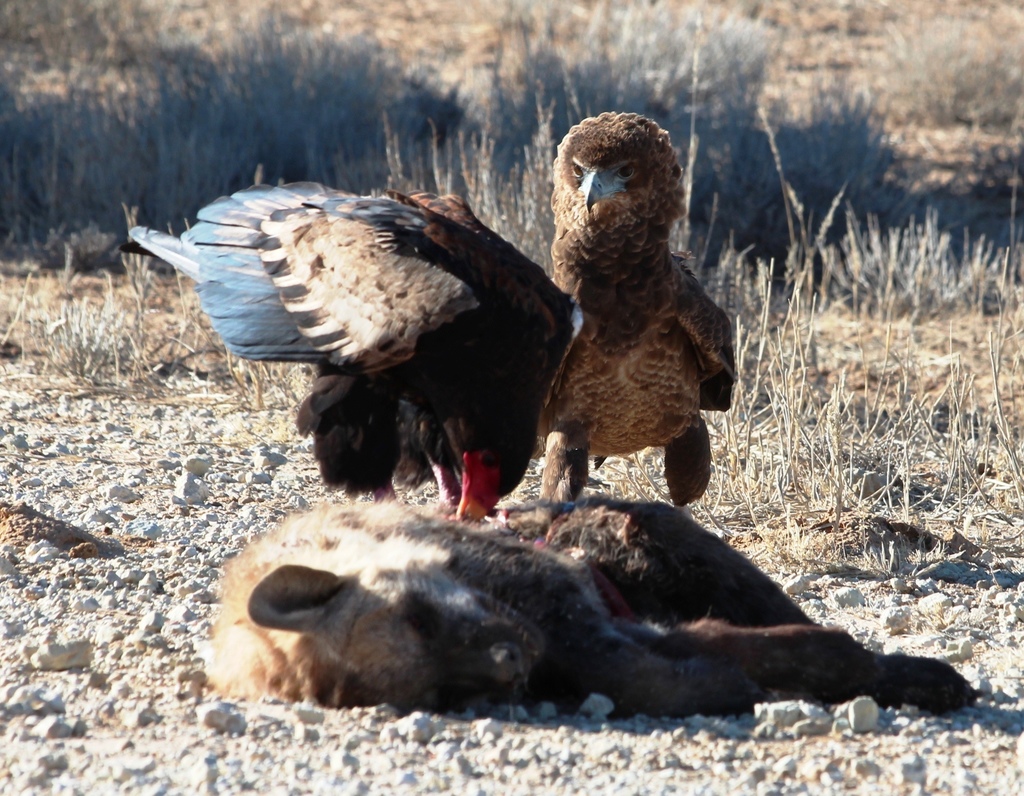 Bateleur