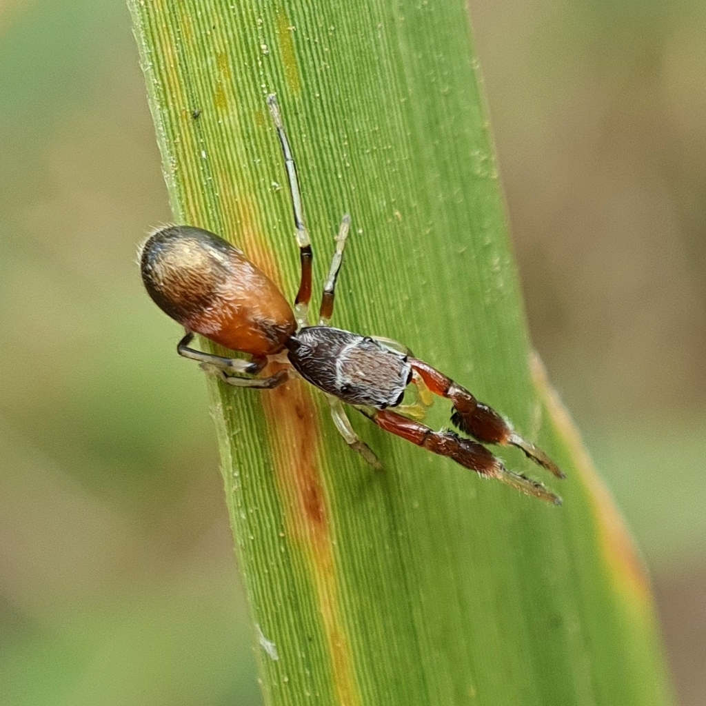 Ligonipedina
