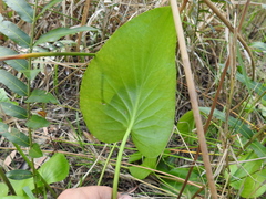 Liparophyllum exaltatum