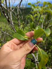 Bobea elatior