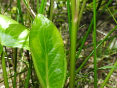 Liparophyllum exaltatum