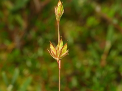 Juncus stygius