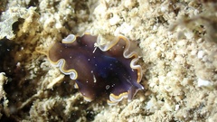 Pseudobiceros hancockanus