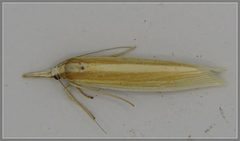 Orocrambus angustipennis