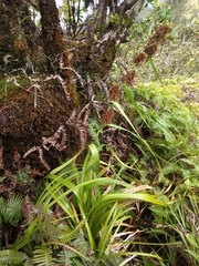 Rhynchospora sclerioides