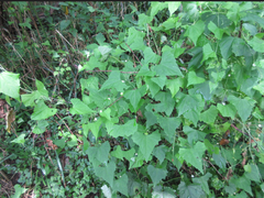 Zehneria japonica