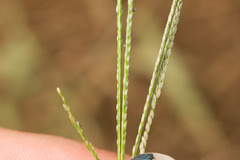 Digitaria violascens