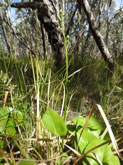 Liparophyllum exaltatum