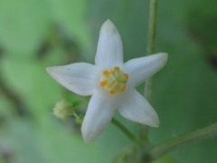 Zehneria japonica
