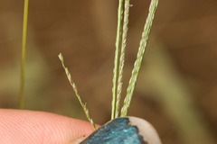 Digitaria violascens