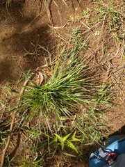 Digitaria violascens