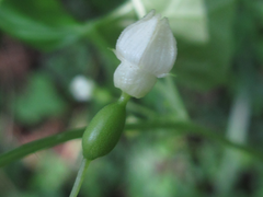 Zehneria japonica