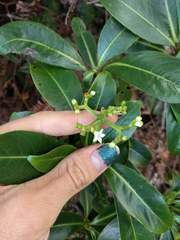 Psychotria mariniana