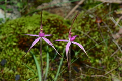 Caladenia rosella