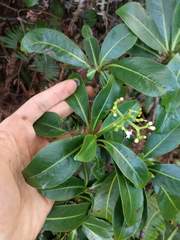 Psychotria mariniana