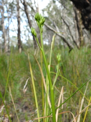 Liparophyllum exaltatum