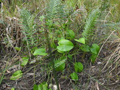 Liparophyllum exaltatum