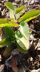 Kalanchoe pinnata