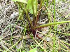 Liparophyllum exaltatum