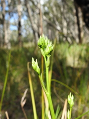 Liparophyllum exaltatum