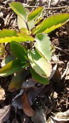 Kalanchoe pinnata
