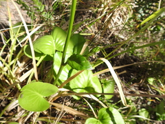 Liparophyllum exaltatum