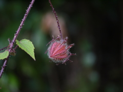 Hibiscus hispidissimus
