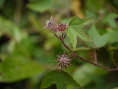 Hibiscus hispidissimus