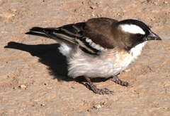 Plocepasser mahali mahali