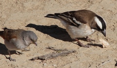 Plocepasser mahali mahali