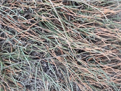 Ephedra monosperma